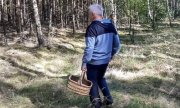 Grzybiarz w lesie